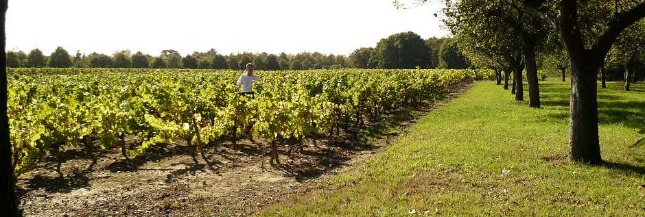 5741 vignoble muscadet