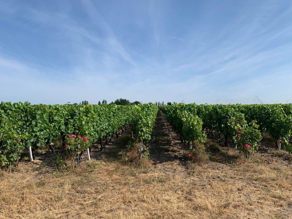Our  wines Jerome Choblet
