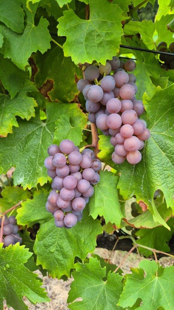 878f319b e850 474d b9d6 e6ec9ca63065